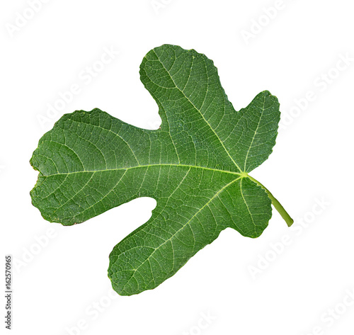 Fig leaf isolated on white