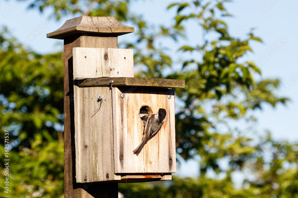 birdhouse and Black-capped Chickadee