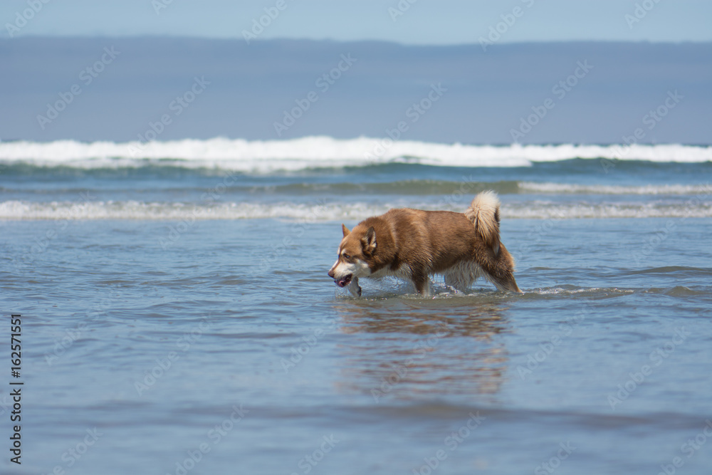 Dog Playing Fetch at the Beach Dog Playing Fetch at the Beach