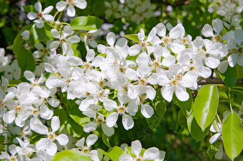 Branch of pear blossom in spring