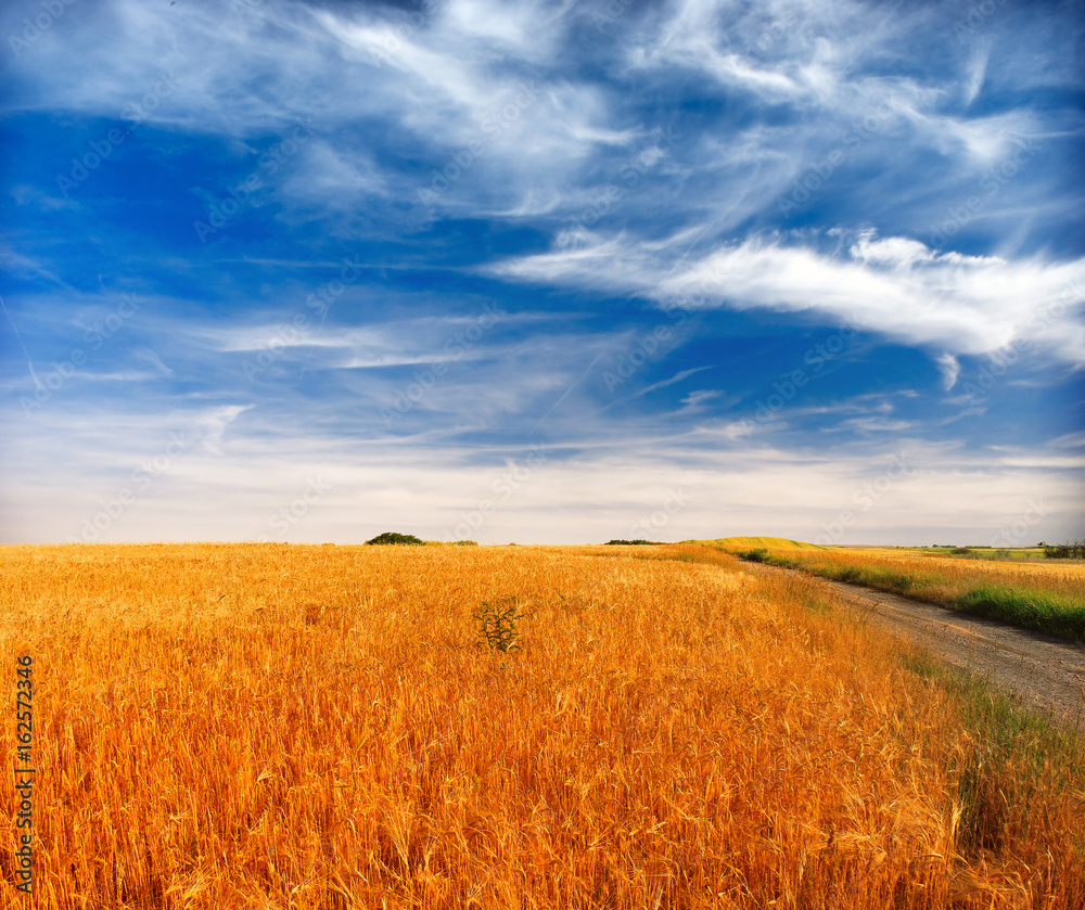 Wheat field against a blue sky