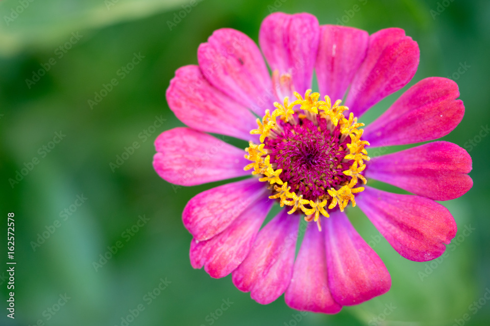 Beautiful field flower head with blurred background