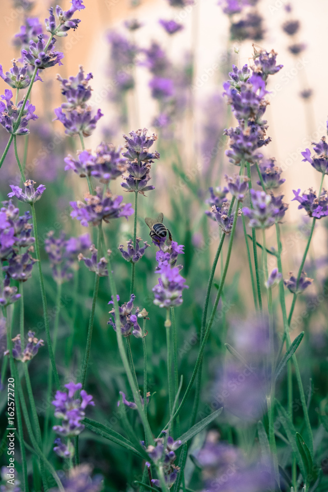 Obraz premium Lavender purple flowers with bees gathering the nectar