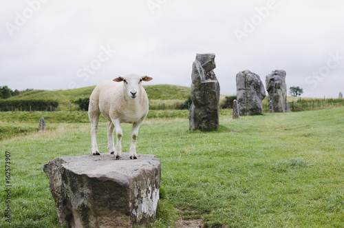 sheep standing on the stone in Avebury, UK