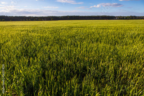 A green field with spikelets, bread grows against the blue sky. Agriculture in Ukraine