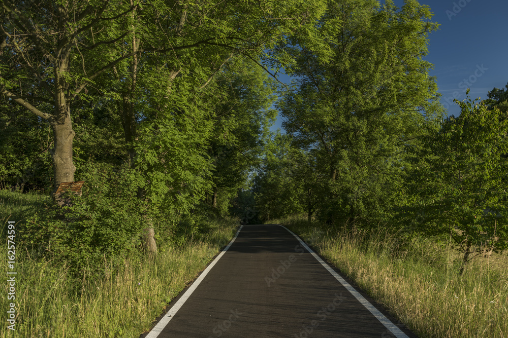 Evening in Ceske Stredohori mountains with sunny road Evening in Ceske Stredohori mountains with sunny road