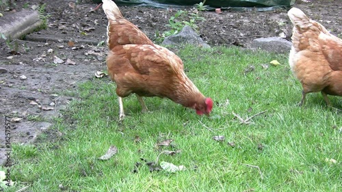 Two Rhode Island Red chickens scratching and pecking around in the grass of a domestic garden in the UK. photo