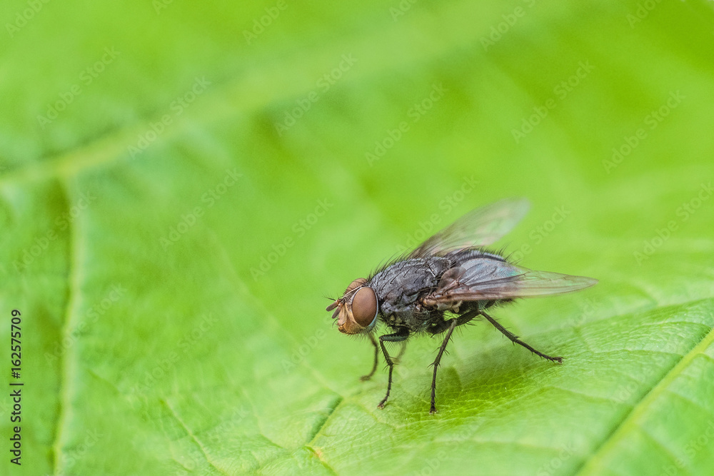 Fly insect on the green leaf. Natural background with limited depth of field. Fly insect on the green leaf. Natural background with limited depth of field.