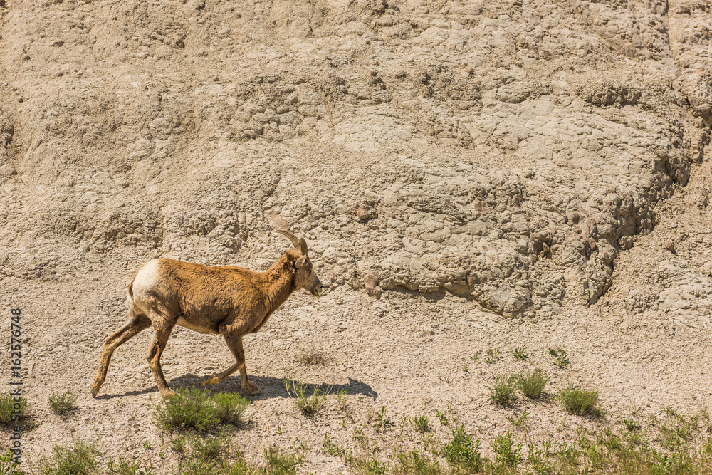 Bighorn sheep or mountain ram lamb with small horns walking by rock canyon in Badlands National Park