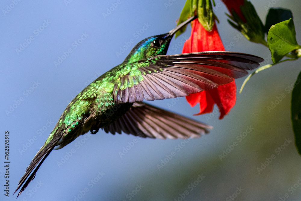 Fototapeta premium Violet capped Woodnymph (Thalurania glaucopis)