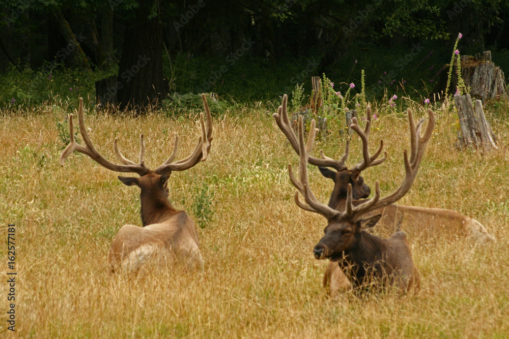 Three large bull elk at Northwest Trek, Washington Three large bull elk at Northwest Trek, Washington