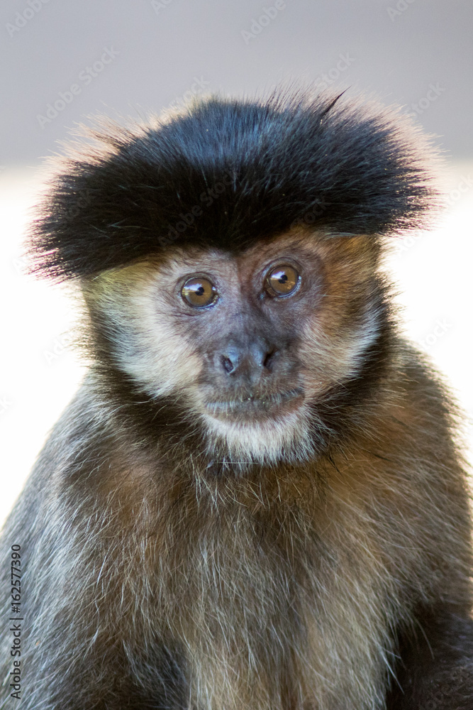 Fototapeta premium Black capped cauchin (Sapajus apella)
