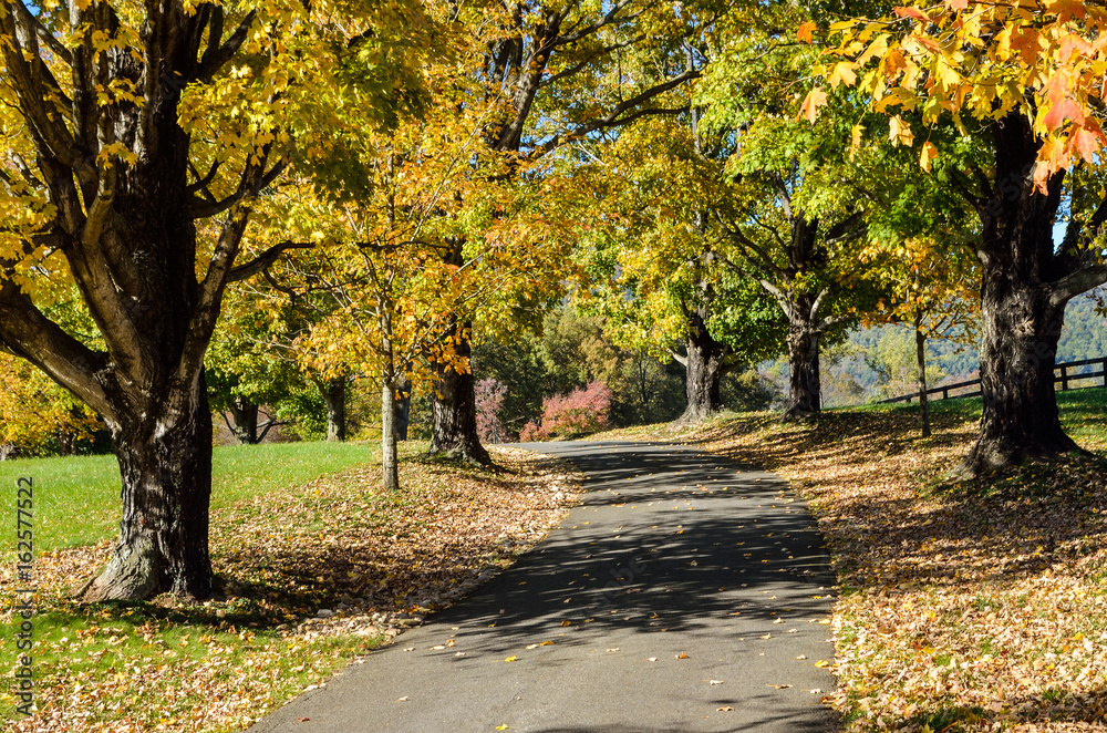 Fototapeta premium Driveway with autumn gold color trees and fallen leaves