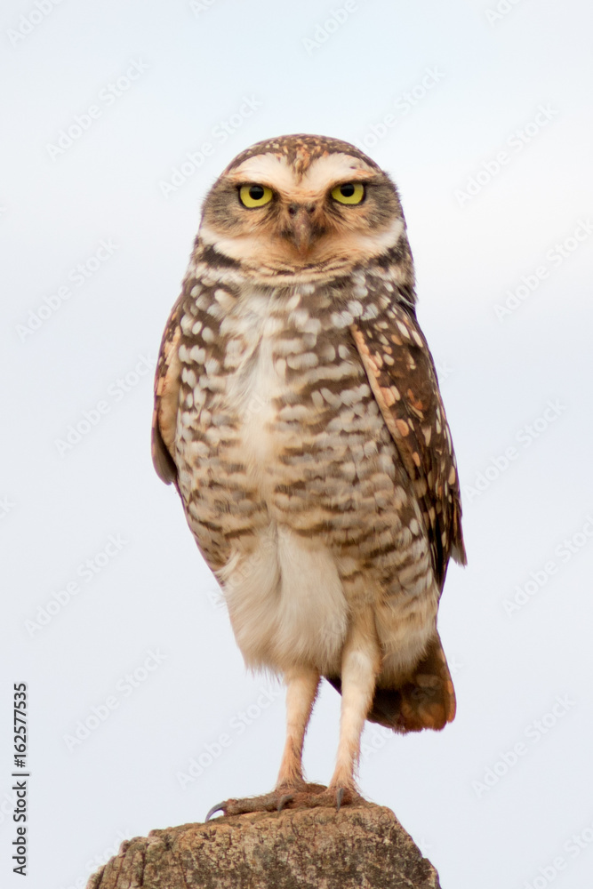 Obraz premium Burrowing Owl