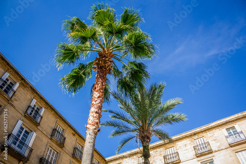 Palm Tree. Spain