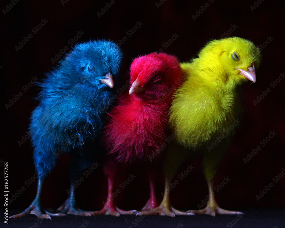 Funny Colorful Chicks