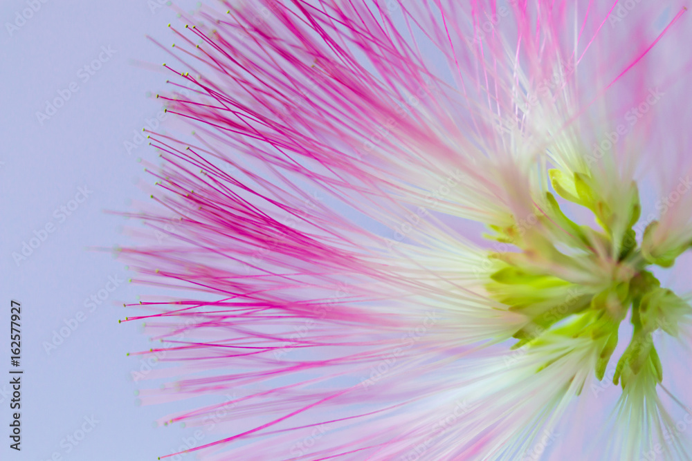 Defocused blurred pink flower natural background Defocused blurred pink flower natural background