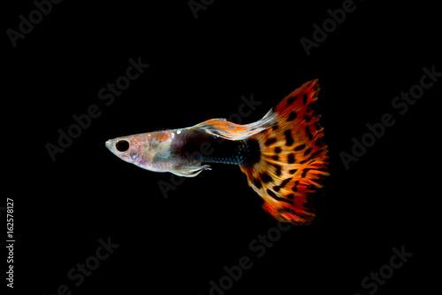Isolated guppy fish on black background