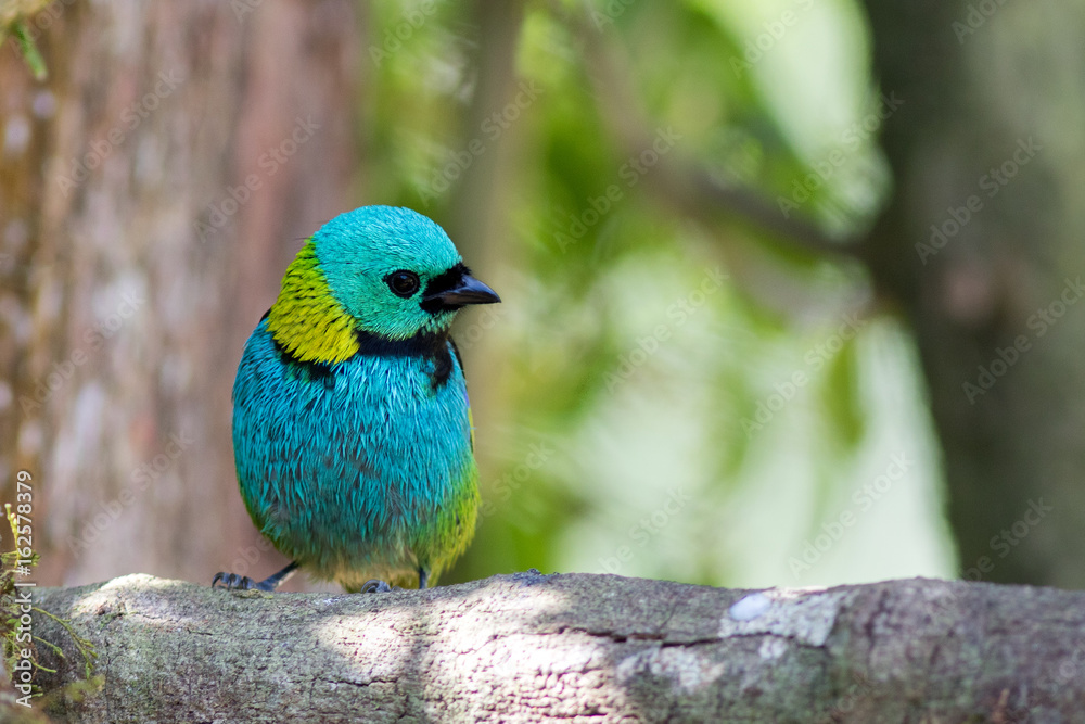 Fototapeta premium Greenn headed Tanager (Tangara seledon)
