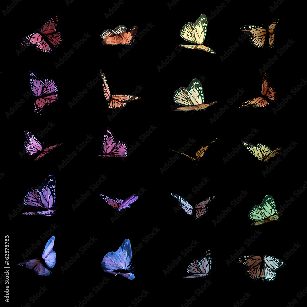 Fototapeta premium Kolorowe motyle na czarno