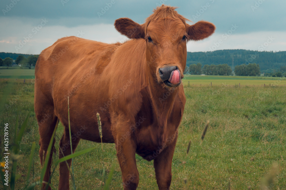 Cow in the field against the background of the mountains cloudy Cow in the field against the background of the mountains cloudy