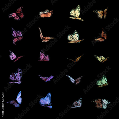 Colorful butterflies on black