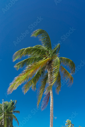 coconut palm  tropical concept