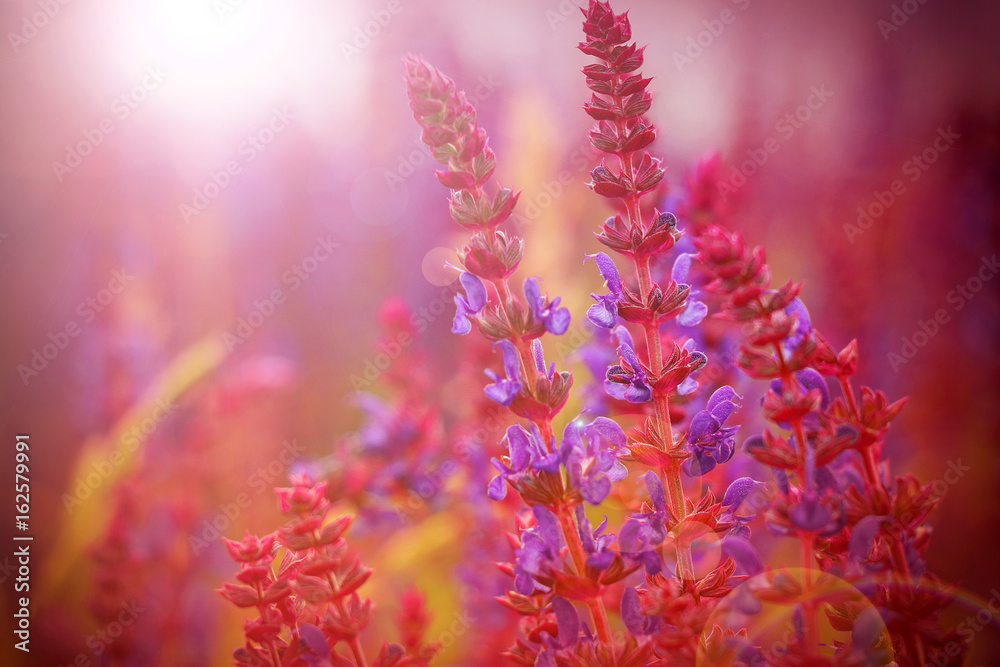 Naklejka premium Lavender bushes closeup on sunset. Lavender field closeup.