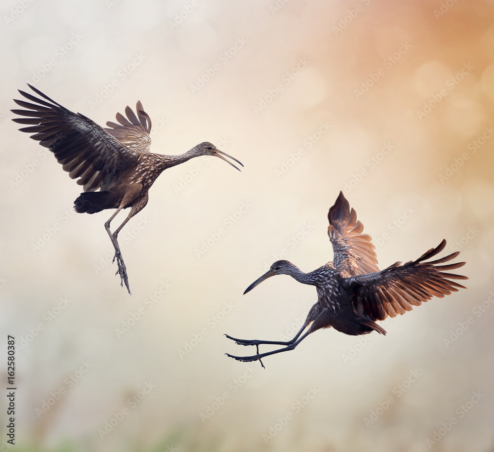 Fototapeta premium Two Limpkin Birds