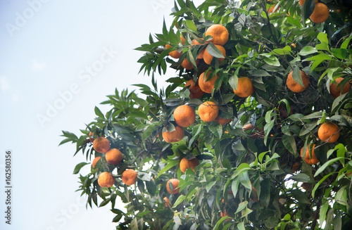 Orange tree in Rome, Italy