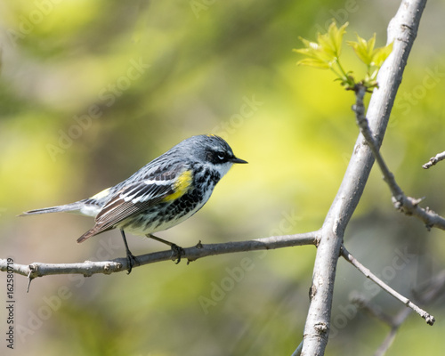 Yellow-rumped Warbler Perched in Tree