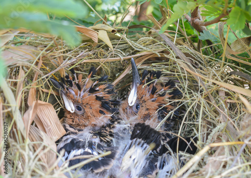newborn baby birds in nest on a tree