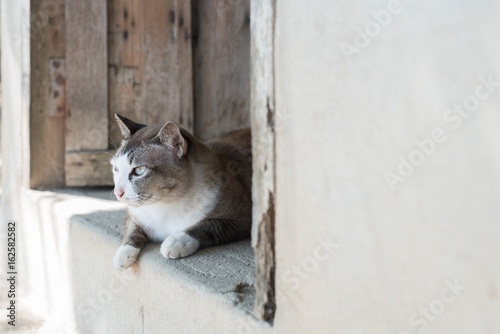 Cat laying nearly wooden door and looking around. © Teaw