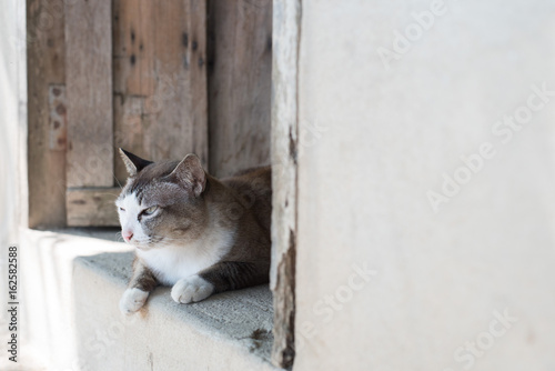 Cat laying nearly wooden door and looking around.