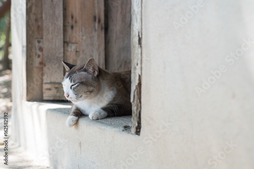 Sleeping cat laying nearly wooden door.