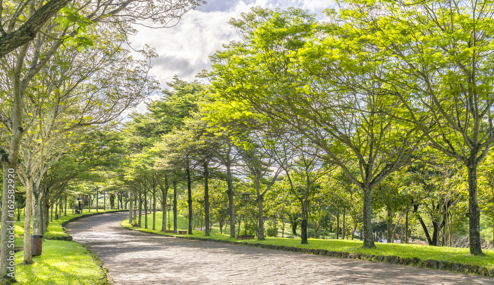 Fototapeta premium Twisty roads in the park with green trees shine in the golden sunshine of the summer in the ecotourism to attract tourists visiting the weekend.