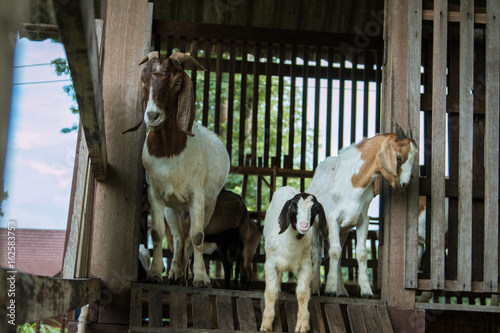 goats in the farm in Thailand