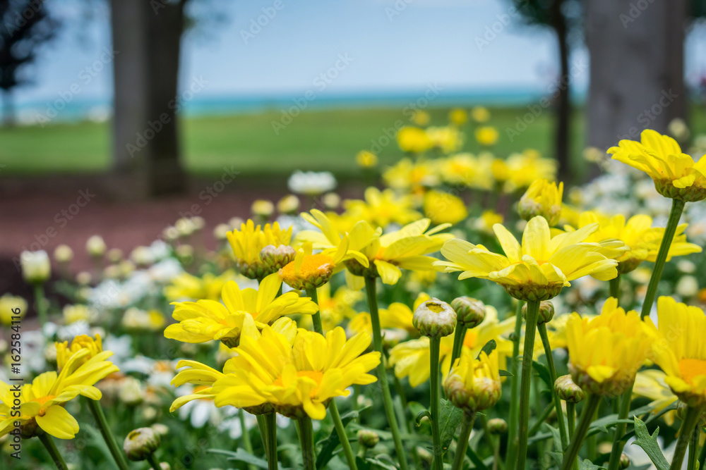 Obraz premium Beautiful yellow and white daisies at a lakefront park