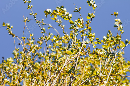 birch forest in sunlight photo