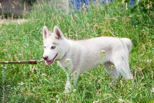 White Husky Dog © arybickii