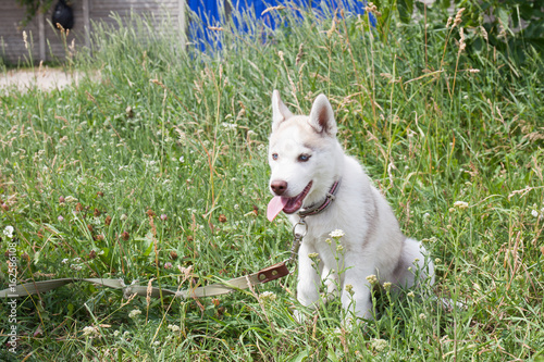 White Husky Dog