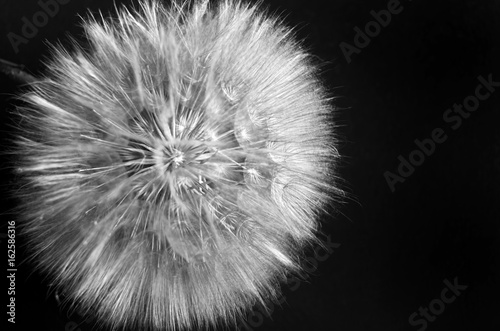 Big dandelion close up