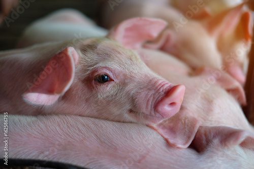 Small piglet in the farm. Group of Pig indoor on a farm yard in Thailand. swine in the stall. Close up eyes and blur.