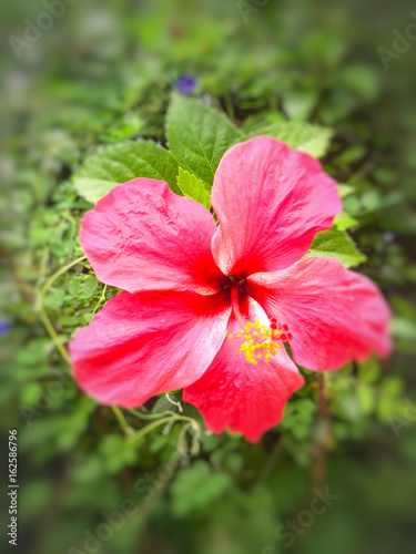 Red Chinese Hibiscus, China Rose, Hawaiian Hibiscus, Tropical Hibiscu