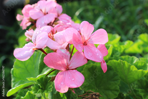 Fototapeta Naklejka Na Ścianę i Meble -  ピンクのゼラニウムの花