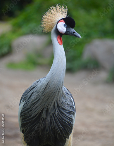 The grey crowned crane (Balearica regulorum) is a bird in the crane family Gruidae. It occurs in dry savannah in Africa south of the Sahara, although it nests in somewhat wetter habitats.  photo