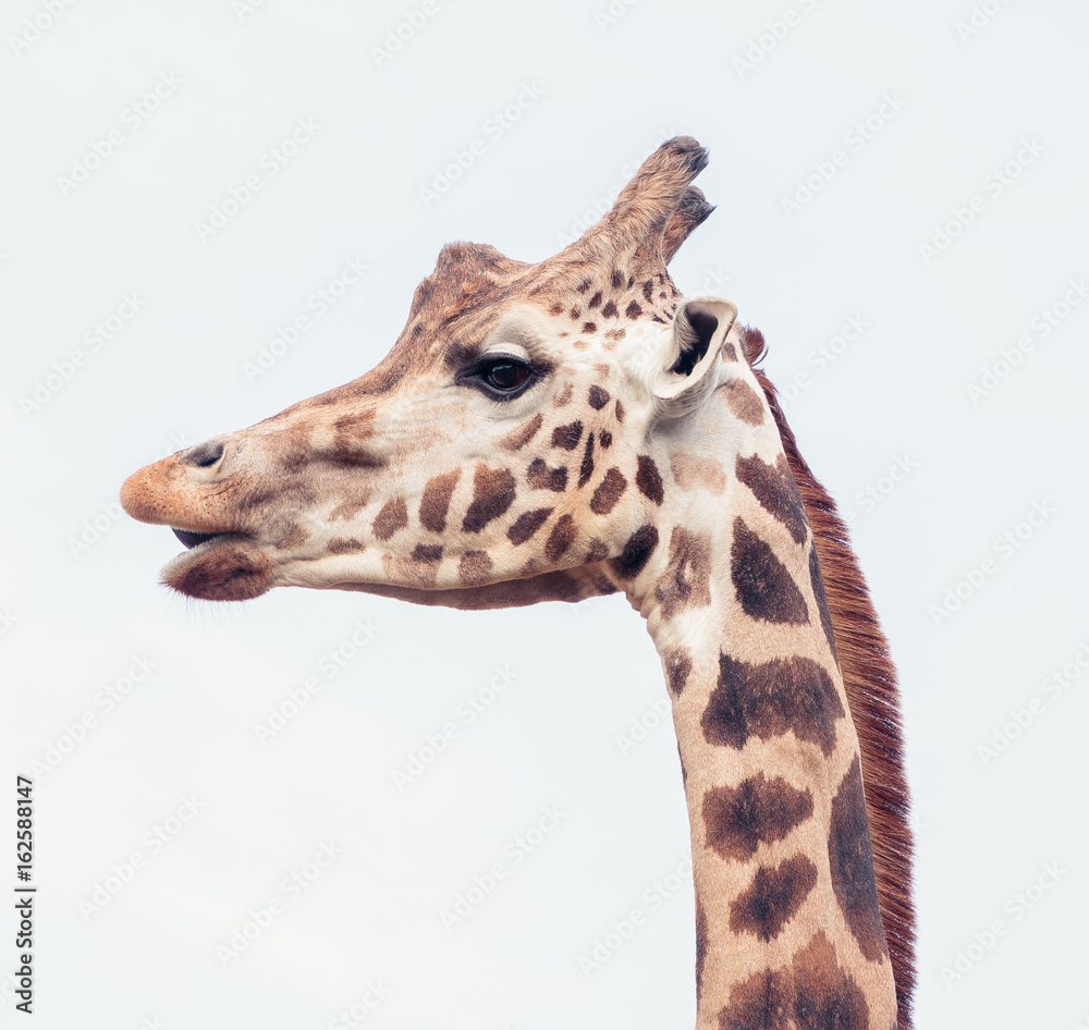 Giraffe Head Profile Closeup Giraffe Head Profile Closeup