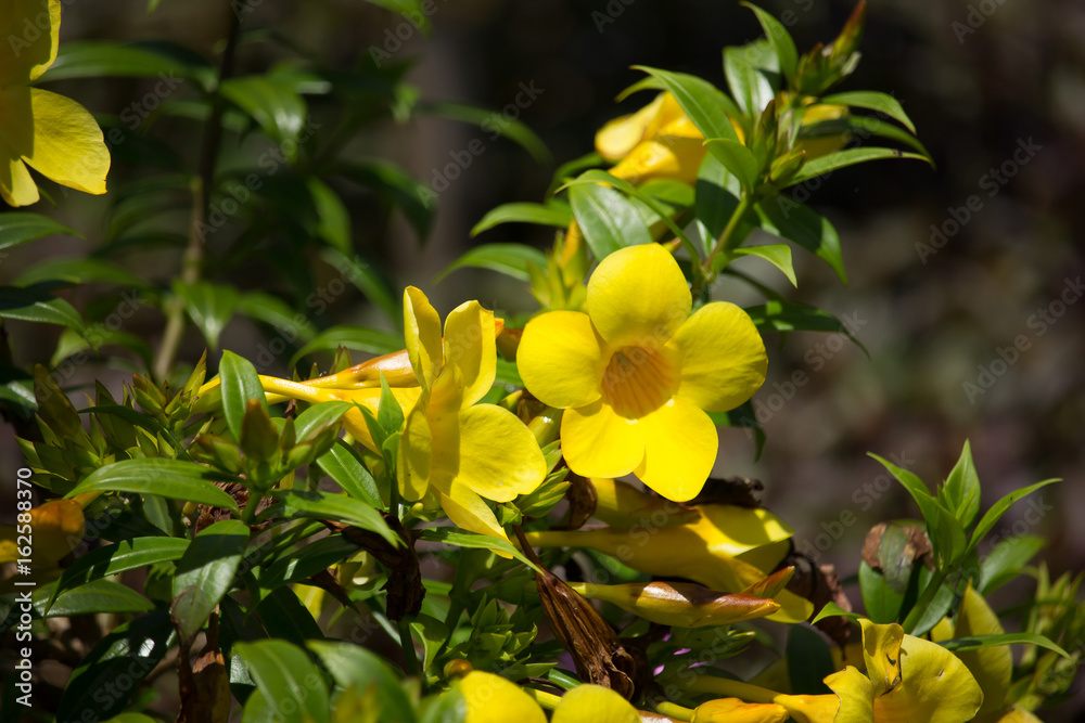  Yellow Allamanda flower  with green leaf