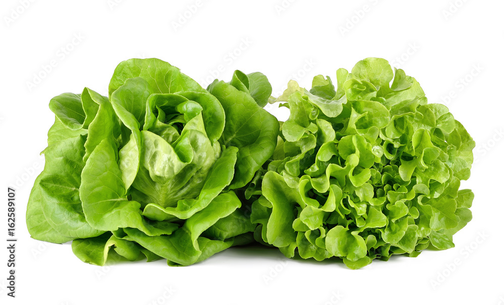 Green lettuce on a white background Green lettuce on a white background