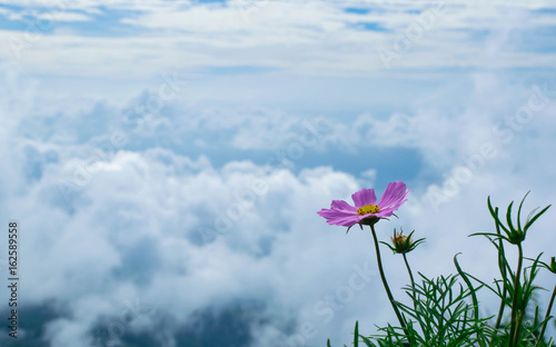 Pink flower and white clouds